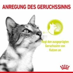 ROYAL CANIN SENSORY Smell In Soße Für Wählerische Katzen 12x85g -ANIMONDA Verkäufe 02cdf3a6e80ee68ec9d8660fd85c0c9174b58040 009166fdc0e6014b1e29d8b7fe2e50ef65d2ceb1