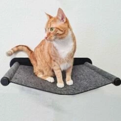 Canadian Cat Company Filz-Hängematte Für Die Wand -ANIMONDA Verkäufe 05bff4a9f82ca17aac31ad0d578a843a03e969a6 1360996 de DE 2f7dba7fff7fd30e8ac28d61faf3072ba982a2de23tQBO