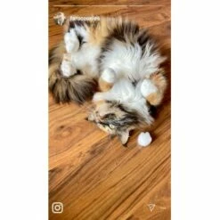 Kater Kasimir Premium Katzenminze, 60g Vorratspack (getrocknet, Geschnitten Und Gesiebt) -ANIMONDA Verkäufe 0a8ae32e60664223a1beefc94e9ac56208606b87 1408153 de DE adc4a873272fd6b5f96f57d3a5134693bfc5f272qXbFbT