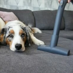 THOMAS Tierhaar Polsterdüse -ANIMONDA Verkäufe 0f4a01e44341917ded26ea839635276fc114d59d 1404861 de DE 61ffd08a4c243aaa506c87a5b11107f7ffeaf308Wpf7mm