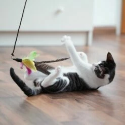 Schlitzohr Katzenangel Federanhänger 5x -ANIMONDA Verkäufe 11ed2d225658009b8abd2f7334a71527c7d32c64 1484675 de DE 2194cc6dae193c9b0d821763f83834cddf74faa5Q2fI5o