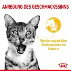 ROYAL CANIN SENSORY Taste In Gelee Für Wählerische Katzen 12x85g -ANIMONDA Verkäufe 21ad04ecb0f38a0b3f44868dfeace831d1374356 3950f3bf5d1e7126a6f4420c4fce7c3f275b668e