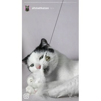 Kater Kasimir Premium Katzenangel Set Aus Buchenholz Mit 4 Handgemachten Anhängern 7 Kater Kasimir Premium Katzenangel Set Aus Buchenholz Mit 4 Handgemachten Anhängern – Bild 5