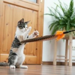 Schlitzohr Federwedel Birdy 3er Pack -ANIMONDA Verkäufe 2e08cedc855b4fe4d22372cc22f48cef3188be3c 1659562 de DE 4a8ba2ccf79071630769db1080a8b14fba93fcb3EKX8X8