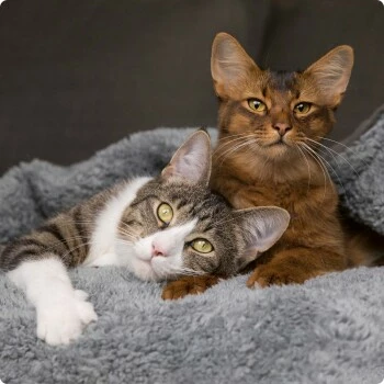 SELECT GOLD Sensitive Digestion Adult Geflügel Und Reis 2,5 Kg 6 SELECT GOLD Sensitive Digestion Adult Geflügel Und Reis 2,5 Kg – Bild 4