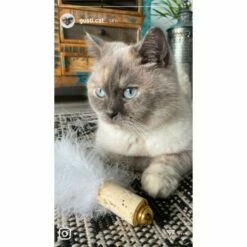 Kater Kasimir Deluxe Set Mit 9 Beliebten Katzenspielzeugen Aus Naturmaterial Und Handgemachtem CATMOM Armband -ANIMONDA Verkäufe 53dfde9e2fe82dcabccac0c3ca73172551111df6 1408141 de DE 911e17a5e45692f3789ac8bc9aee946048898d74cBDD0E