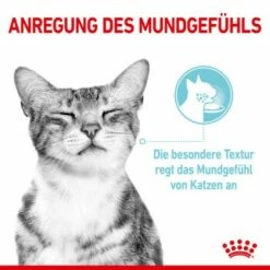ROYAL CANIN SENSORY Feel In Gelee Für Wählerische Katzen 12x85g -ANIMONDA Verkäufe 590127f8e1b52f0756894eced70d3b3549a39521 4ac93b4f7ac0e7f93318f085864f31129c728871