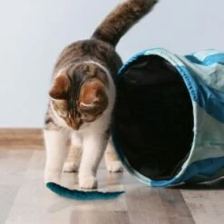 Kater Kasimir 3 Handgerollte Filzwürmchen Aus Schurwolle + 1 Mini-Flasche Katzenminze-Spray -ANIMONDA Verkäufe 628f7d1d4ec1f70990cd24d861db16d7b447278c 1409266 de DE e1034005335ef5de37662c8ab367f77b33e0f5830ItxtL