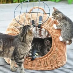 Aumüller Rattanhöhle Gesottene Weide 8 Aumüller Rattanhöhle Gesottene Weide -ANIMONDA Verkäufe 644da56b8da52f185185b101fb3460690748ee17 ed38553d0e52453b951e62f08b371eb8a64cf3ed