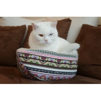 Canadian Cat Company Katzenschiff MAJA 4 Canadian Cat Company Katzenschiff MAJA – Bild 2