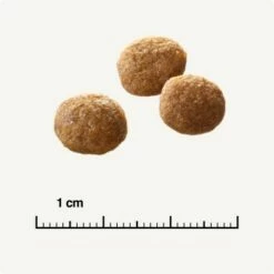 SELECT GOLD +12 Senior Geflügel & Reis 2,5 Kg 12 SELECT GOLD +12 Senior Geflügel & Reis 2,5 Kg -ANIMONDA Verkäufe 6db53d99e99530132bf34d8482d69f423780c004 1081823016 de DE 6