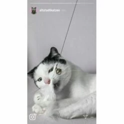 Kater Kasimir Premium Katzenangel Mit 4 Handgemachten Anhängern Aus Naturmaterial -ANIMONDA Verkäufe 770b4a4773ed49d435287f5ac0f03f94a117604e 1408150 de DE d77919138410a09ab67416f25ec15e6664e9d2ac4JZFQJ