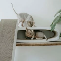 District 70 OVAL OFFICE -ANIMONDA Verkäufe 831fbabbbef20a6bf01041756be566a379676472 d33c75c7ac5b0d38c69db8116774e729c24458c6