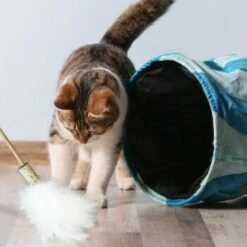 Kater Kasimir Premium Paket Mit 7 Beliebten Katzenspielzeugen Aus Naturmaterial -ANIMONDA Verkäufe 84f221d79ef76f1b4f2f0037d329c11c6fce3a33 1408152 de DE 294269527f07b1898ca7562c986e956043828d3cA8xBpO