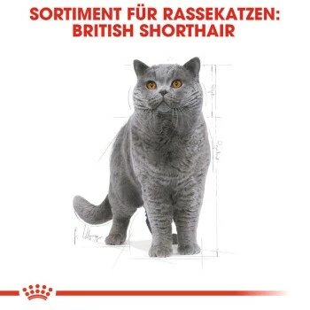 ROYAL CANIN British Shorthair Adult 2 Kg 8 ROYAL CANIN British Shorthair Adult 2 Kg – Bild 6