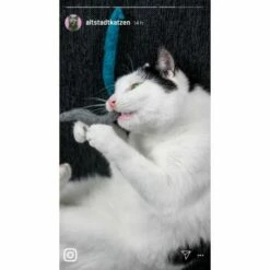 Kater Kasimir 3 Handgerollte Filzwürmchen Aus Schurwolle + 1 Mini-Flasche Katzenminze-Spray -ANIMONDA Verkäufe 9f7ff512709dd50e91c430c3ac3ef7ee598f1a2a 1409266 de DE 1fc0cc3c919dcaaf28a0e442859a52c0a2aaef43Mb7rqZ