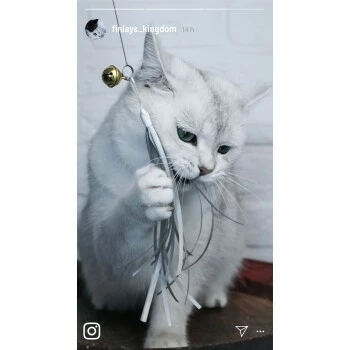 Kater Kasimir Premium Katzenangel Set Aus Buchenholz Mit 4 Handgemachten Anhängern 6 Kater Kasimir Premium Katzenangel Set Aus Buchenholz Mit 4 Handgemachten Anhängern – Bild 4