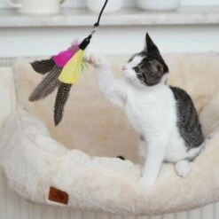 Schlitzohr Katzenangel Federanhänger 5x -ANIMONDA Verkäufe ac968f3e92fea38def92e5a7524fa7085dc78563 1484675 de DE ddb20d567bfb55f49958028f07ad50186cd87523xUAnfc