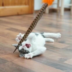 Schlitzohr Federwedel Birdy 3er Pack -ANIMONDA Verkäufe b2468018bd2b888c11ee64154d86732de60c7830 1659562 de DE 7d36675a42a956412d003b03e1f072b0ae0379063UsHBd