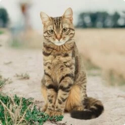 REAL NATURE Classic Kittenpaket 6x400g 9 REAL NATURE Classic Kittenpaket 6x400g -ANIMONDA Verkäufe bc56b458619aa86240780c2f64ff928db9b8da6b 1246887 de DE Real Nature Original Cat Bild 8