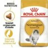 ROYAL CANIN Norwegian Forest Adult 10 Kg -ANIMONDA Verkäufe bd83a183df54eafc735ca3741efaa322963d8d08 42b902f08d40bd229708b3798bea84cf9f6eb4ae