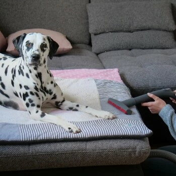 THOMAS AQUA+ Pet & Family 9 THOMAS AQUA+ Pet & Family – Bild 7