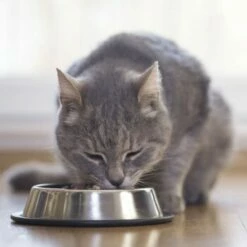 Beaphar Nierendiät 16x100g Taurin -ANIMONDA Verkäufe c8ad53123d72effc89c2ae025e79641301e53f5e 89f1c3670cc0f79e4e6f030d0f9496acd74a2918