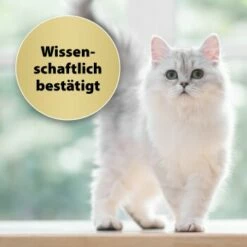 Felisept Home Comfort Nachfüller 45ml -ANIMONDA Verkäufe caf8bdd319326ad4f481de1e79b9c99dd7d55926 1667496 3