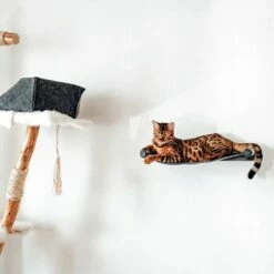 Canadian Cat Company Filz-Hängematte Für Die Wand -ANIMONDA Verkäufe d6982ed9d12e9d0cbfd4107464642cbf75290f16 1360996 de DE d8ac4e7927d3348063cd4288852ccba5cd28bc01nV0N95