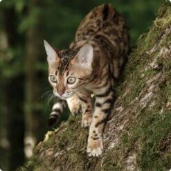 REAL NATURE WILDERNESS Adult Mixpaket Mixpaket 1, Mix-Pack -ANIMONDA Verkäufe d8d56532a72718c4b32c66c9dab67dcaff97d3de 1265729 de DE Real Nature Wilderness Cat Bild 4