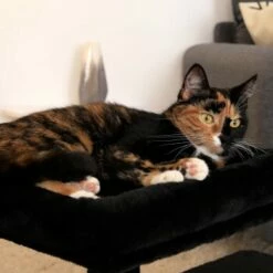 Lionto Kratzbaum 50 Cm Schwarz -ANIMONDA Verkäufe e9872d8547e85fe692ccdee5ea4beb732e777364 1657017 de DE 8ef3326604869cb0804739e4332ea41f26ecfce95dcRNr