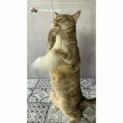 Kater Kasimir Premium Katzenangel Mit 4 Handgemachten Anhängern Aus Naturmaterial -ANIMONDA Verkäufe f5a0947d639de966c4125c979f26b15c23b5fa95 1408150 de DE aa9d1c169f7ec9191367c416c4b64e9770f966aeO7Adip