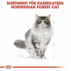 ROYAL CANIN Norwegian Forest Adult 10 Kg -ANIMONDA Verkäufe fbb7469796543bd639ecf9b5bdacfec6845c76e4 cac6e10546e06170d84336bb88e578437b718711