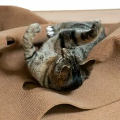 Canadian Cat Company Spielteppich Für Katzen Braun 11 Canadian Cat Company Spielteppich Für Katzen Braun -ANIMONDA Verkäufe feeb1471a0788eb13995861dfe89bb445b21d4b8 1394213 de DE 4a32360e22e339a18cf0f9a52c488f1077251d777uzNQw