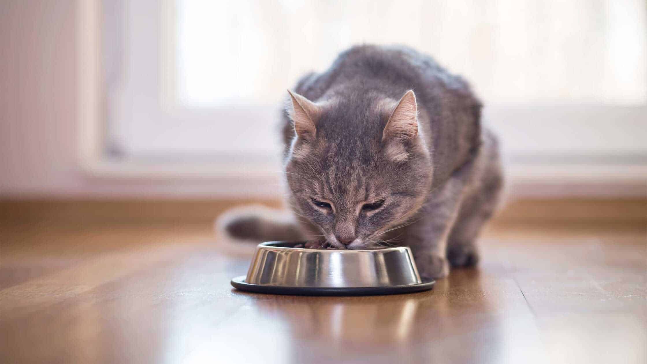 Titelseite -ANIMONDA Verkäufe katzenfutter aufmacher 001 2240x1260 1