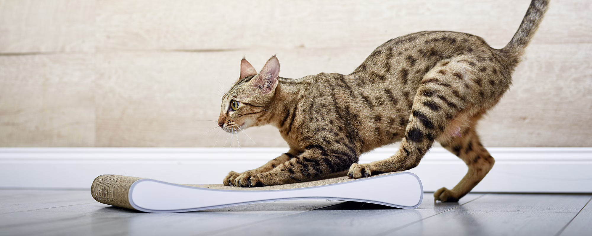 Titelseite -ANIMONDA Verkäufe kleines kratzbrett fuer katzen aus robuster wellpappe made in germany